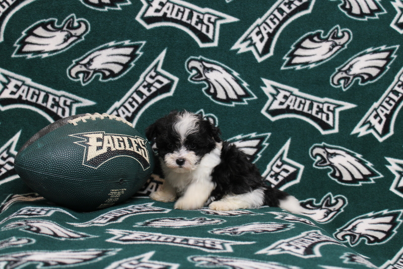 puppy, for, sale, Maltipoo, Matthew B. Stoltzfus, dog, breeder, Gap, PA, dog-breeder, puppy-for-sale, forsale, nearby, find, puppyfind, locator, puppylocator, aca